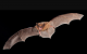 Bats Skopelos